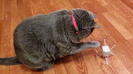 gray cat playing with the sputnik diy cat toy