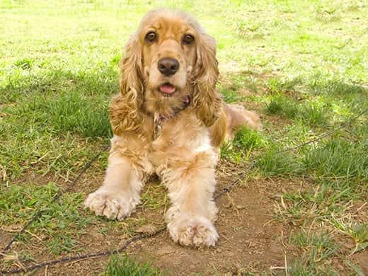 American Cocker spaniel puppy with big sad eyes lying at the garden