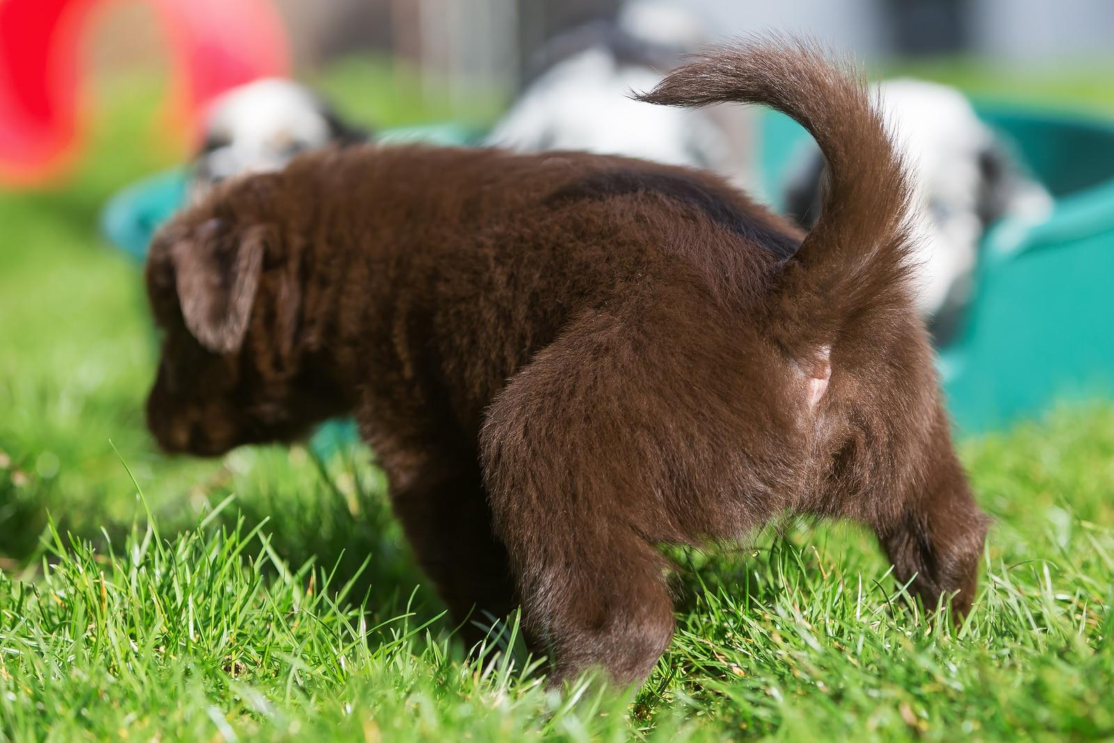 australian-shepherd-peeing-in-grass Brown Australian Shepherd puppy peeing on the grass with other puppies in the background