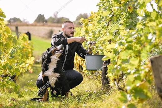 bernese-mountain-dog-sitting-next-to-man-in-vineyard-SW Bernese mountain dog sitting next to and looking up at a man picking grapes from a vine in vineyard.