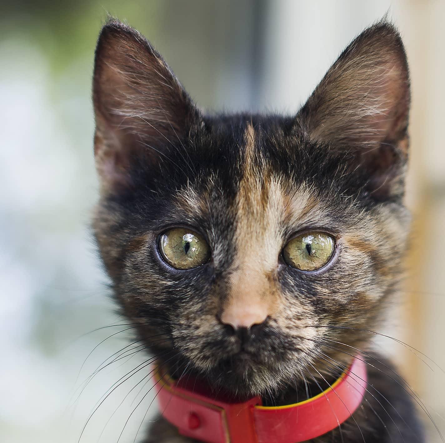black-and-orange-kitten-in-red-collar-SW Close-up of black and orange kitten in red collar.