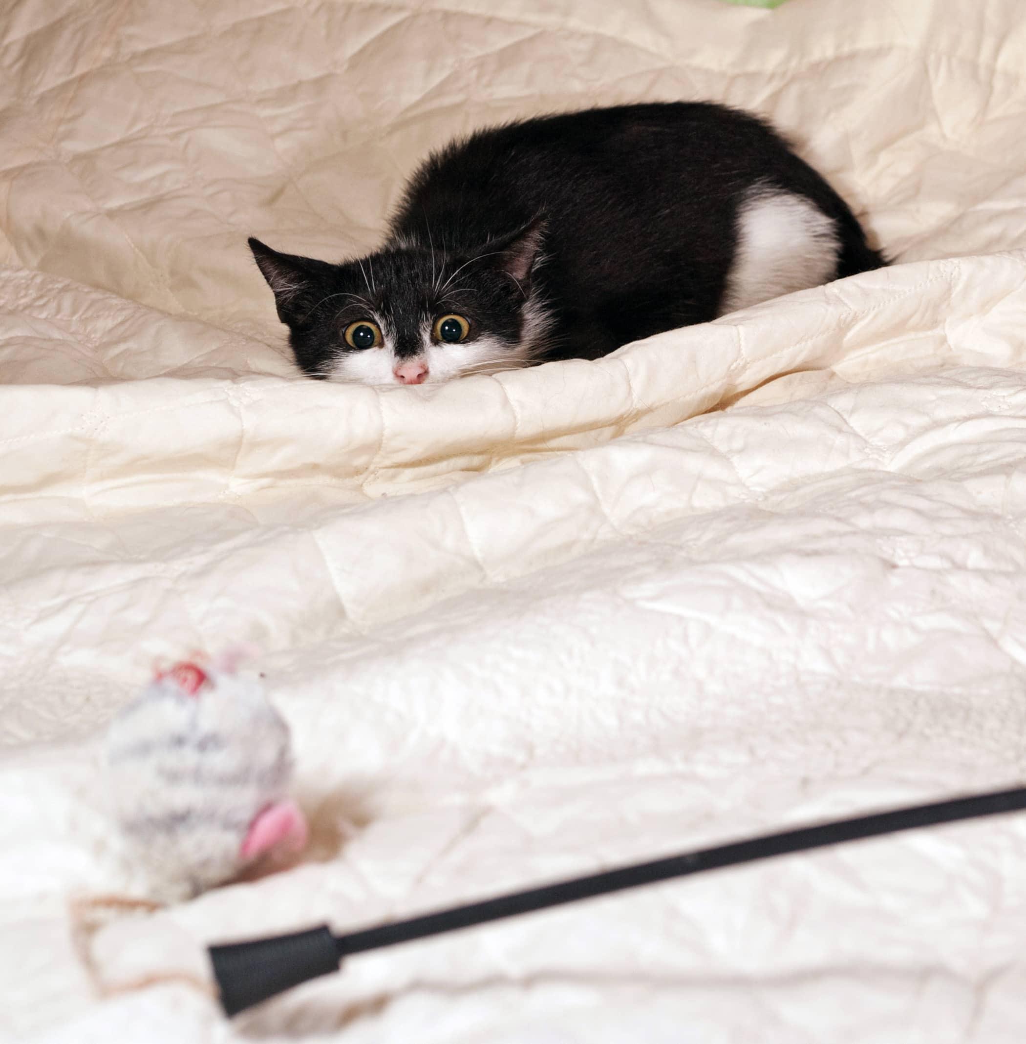 black-and-white-kitten-ready-to-pounce-SW Black and white kitten ready to pounce on toy mouse on a white bedspread.