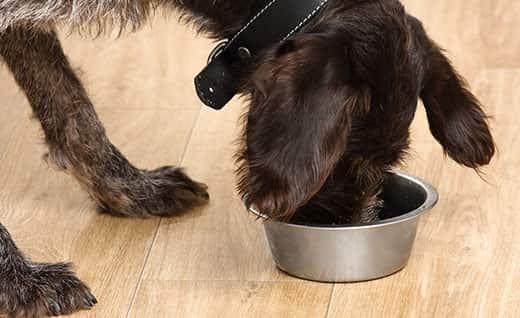 black-dog-eating-food-out-of-silver-bowl-SW Black dog eating food from a bowl on the floor