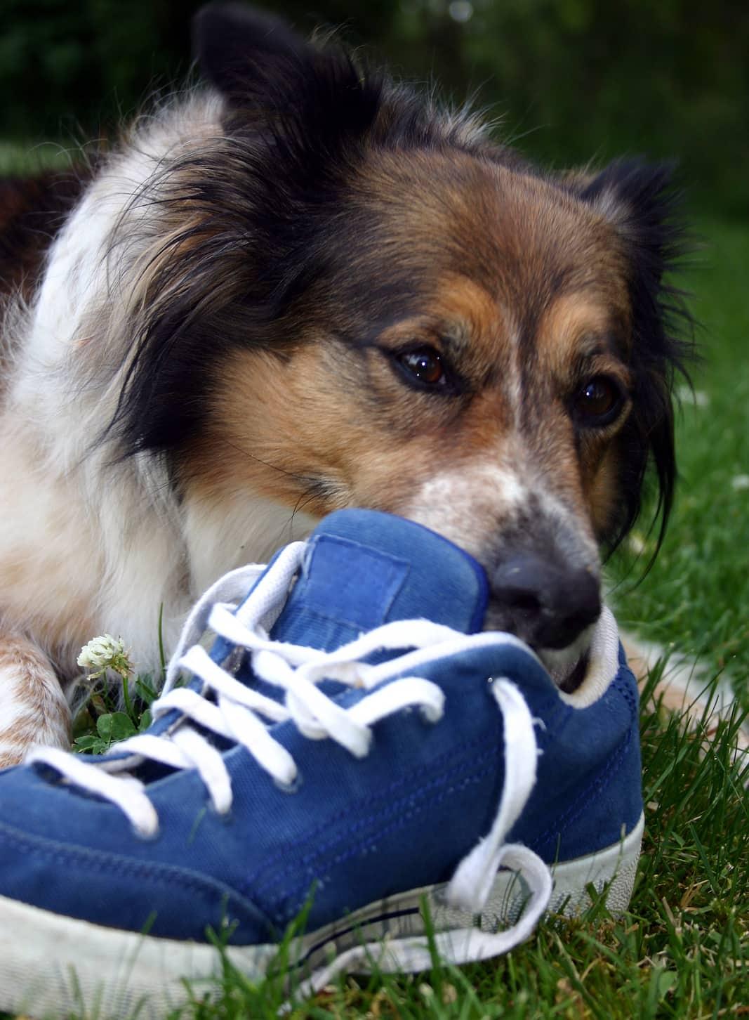 Border collie chewing on a blue sneaker