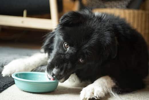 Border collie laying down licking the inside of a green bowl.
