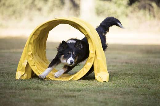 Border Collie running through agility tunnel Border Collie running through agility tunnel