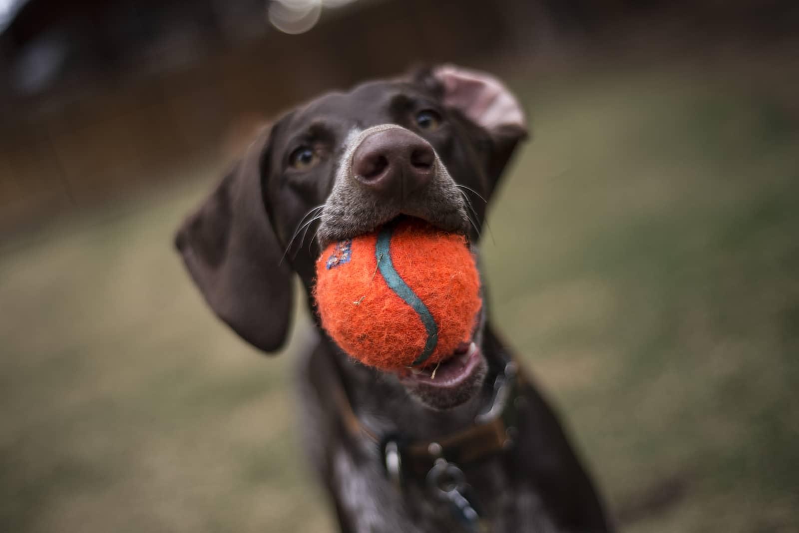 German short haired puppy chewing on a bright orange ball in the yard.