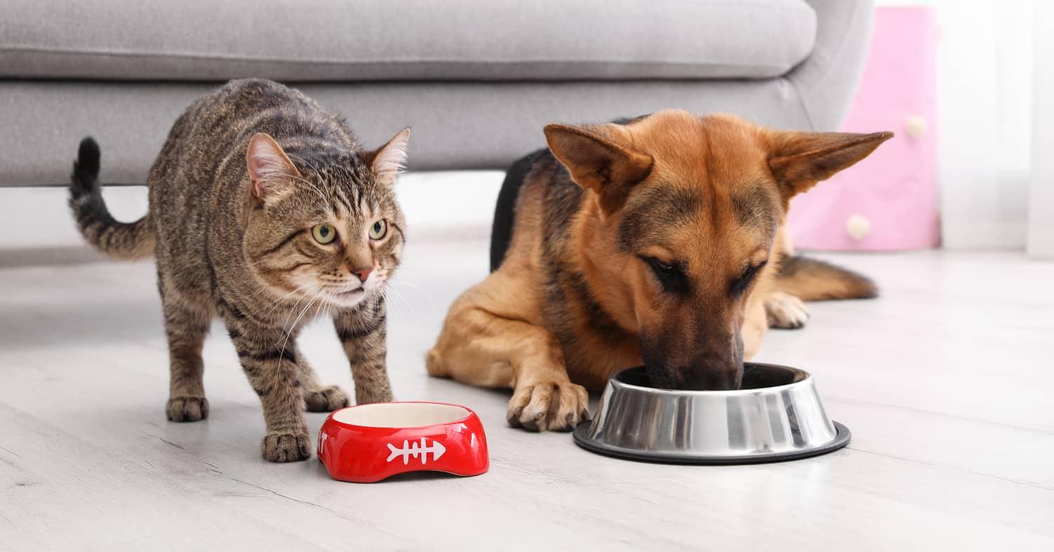 cat-and-german-shepherd-eating-out-of-bowls-SW Cat and German Shepherd eating out of separate food bowls in front of couch.