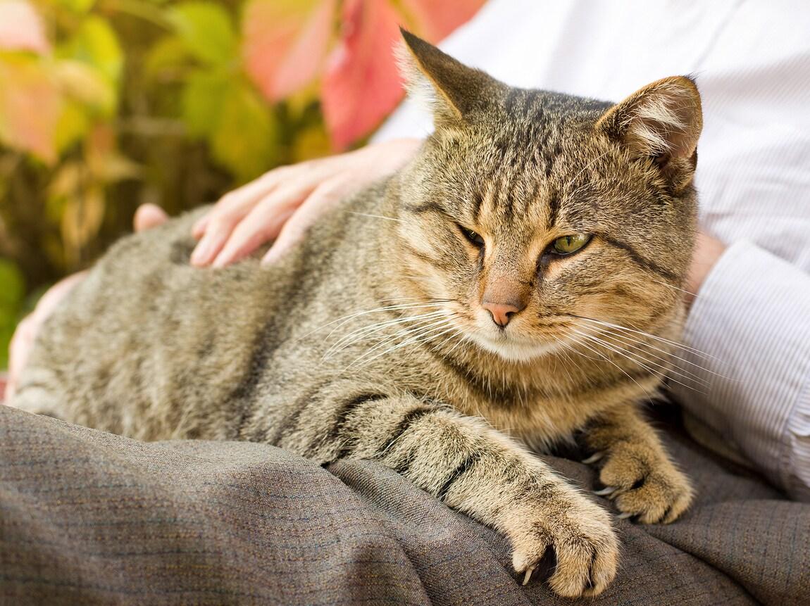 Tabby cat lays on human's lap while being pet