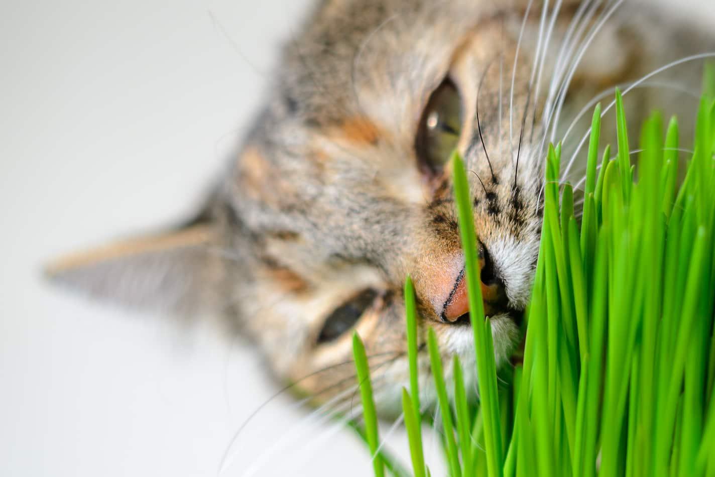 Cat nibbling on blades of grass in a potted plant indoors