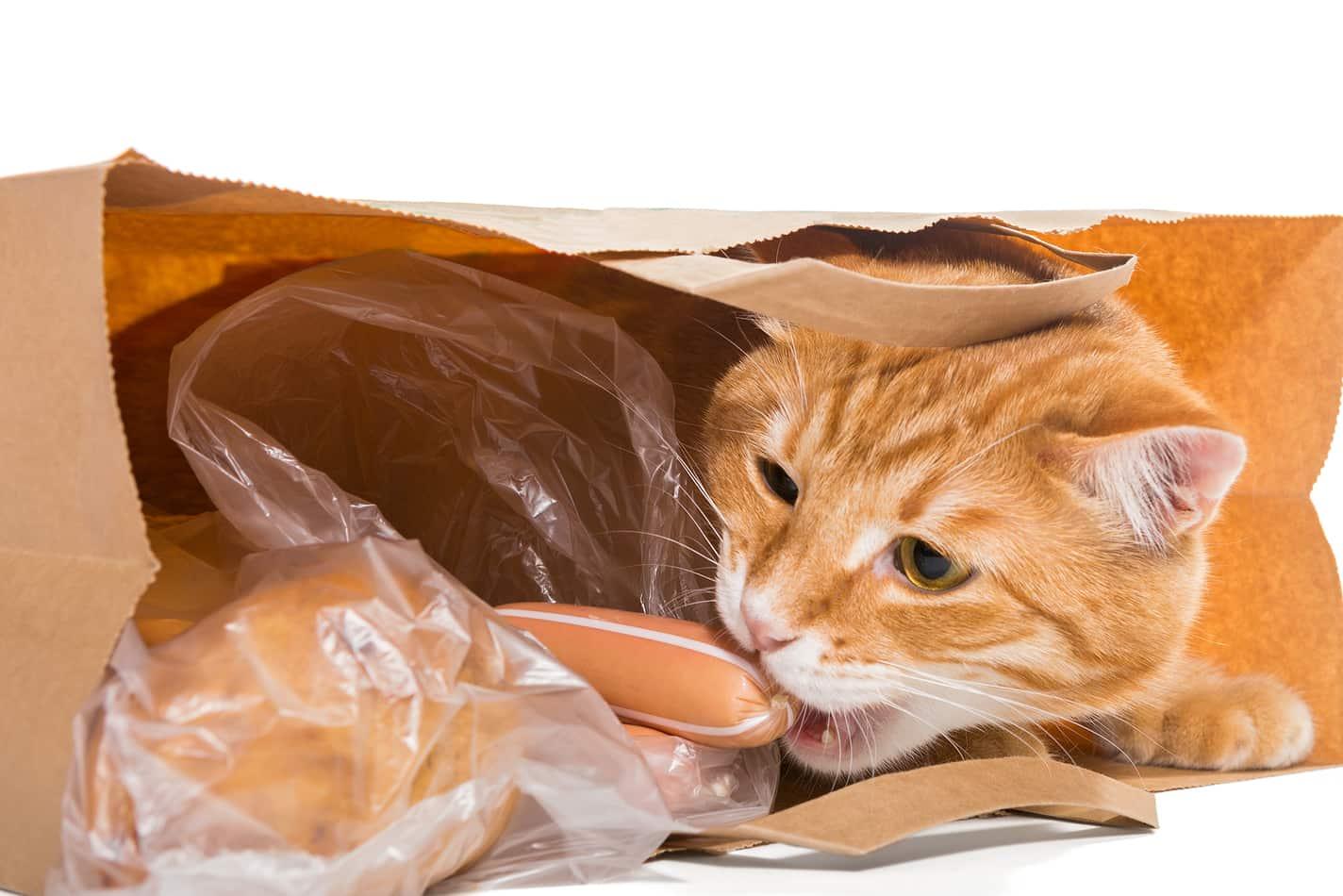 cat-chewing-on-wrapped-sausages-SW Ginger cat in a paper bag chewing on wrapped sausages.
