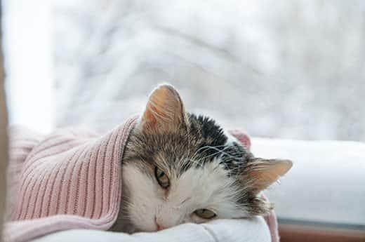 Cay lying beneath pink blanket next to a window with a wintery scene outside.
