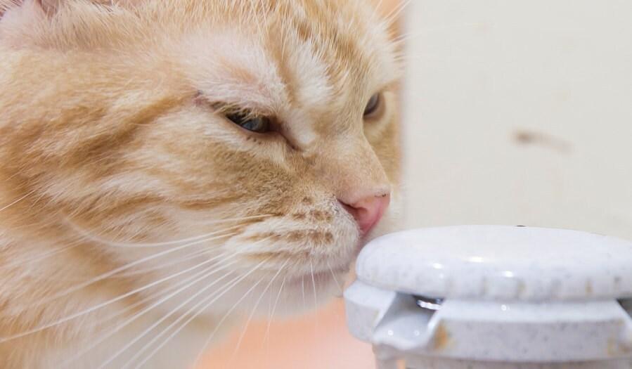 Orange cat sniffing top of automatic water pump