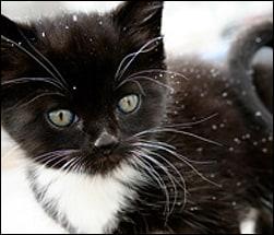 Keeping you cat safe during winter