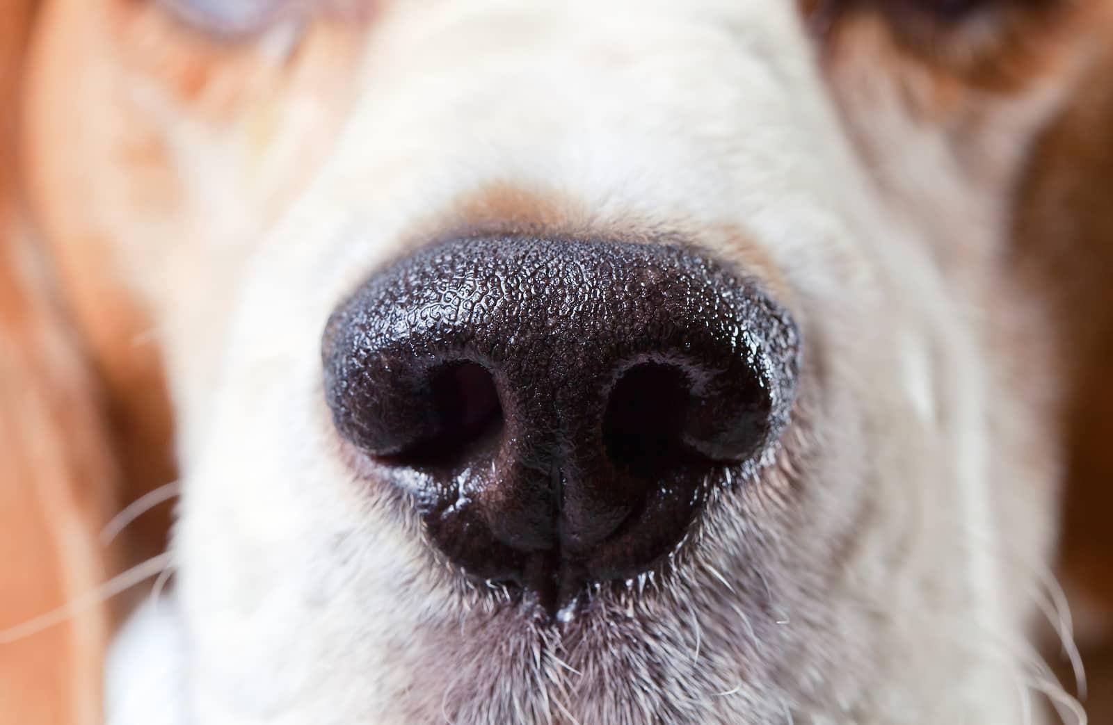 Close-up of beagle nose.