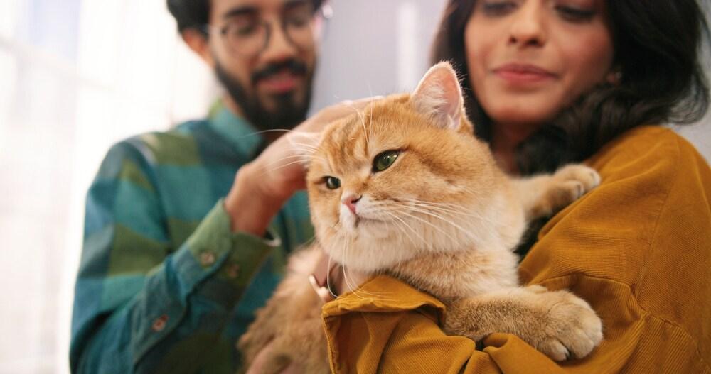 Close up of cheerful Indian young couple wife and husband standing in room at home holding cute cat in hands.