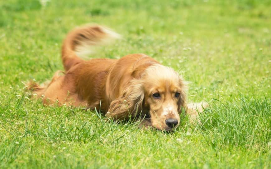 Cocker spaniel laying in the grass and wagging his tail