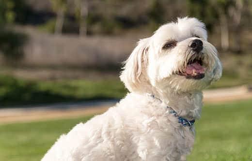 Cute Maltese sitting in a grass field Cute Maltese sitting in a grass field