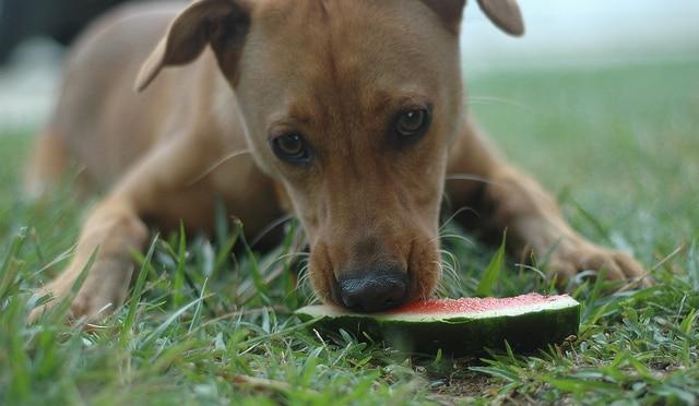 Brown dog lying down eating a watermelon slice in the grass