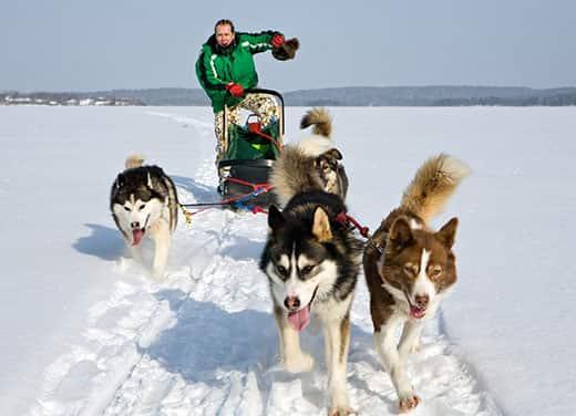 dog-sledding-team-in-wintery-landscape Team of dog sled huskies pulls man and sled across wintery landscape.