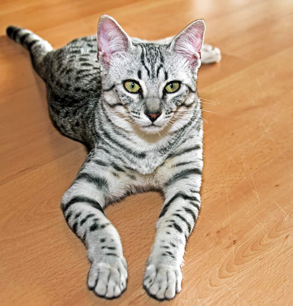 Young egyptian mau