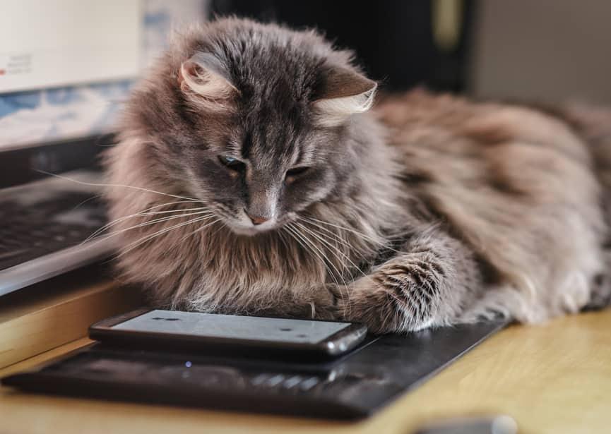 fluffy-cat-staring-at-phone-SW Curious fluffy cat investigating a smart phone