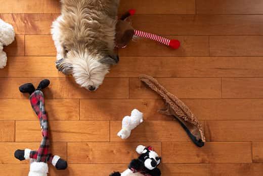 Birds eye view of small fluffy dog laying on oak hardwood floor with toys scattered around them.