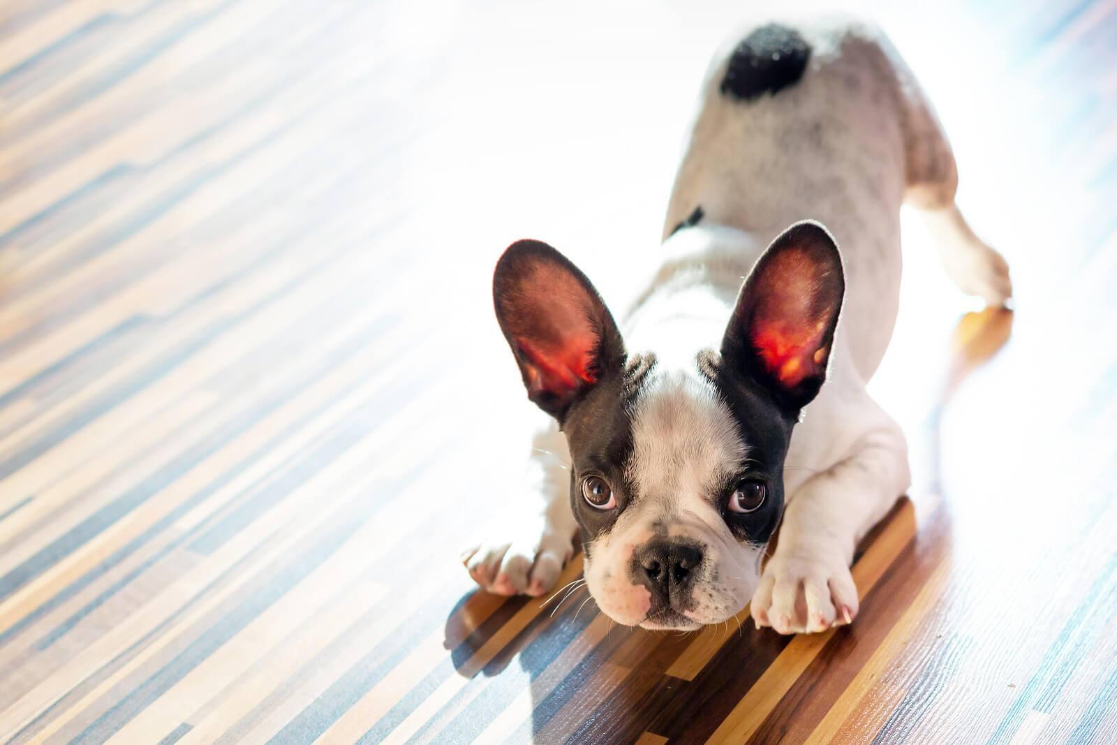 White French bulldog with black spots is crouched in a downward position on hardwood floors.