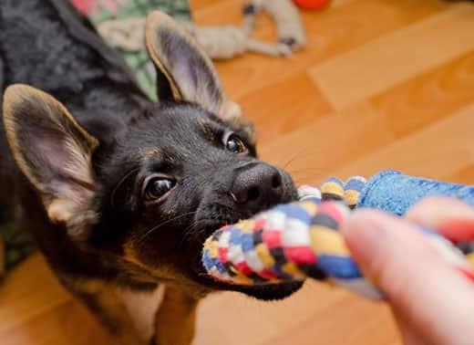 german-shepherd-puppy-pulling-on-rope-toy-SW German shepherd puppy pulling on a rope toy