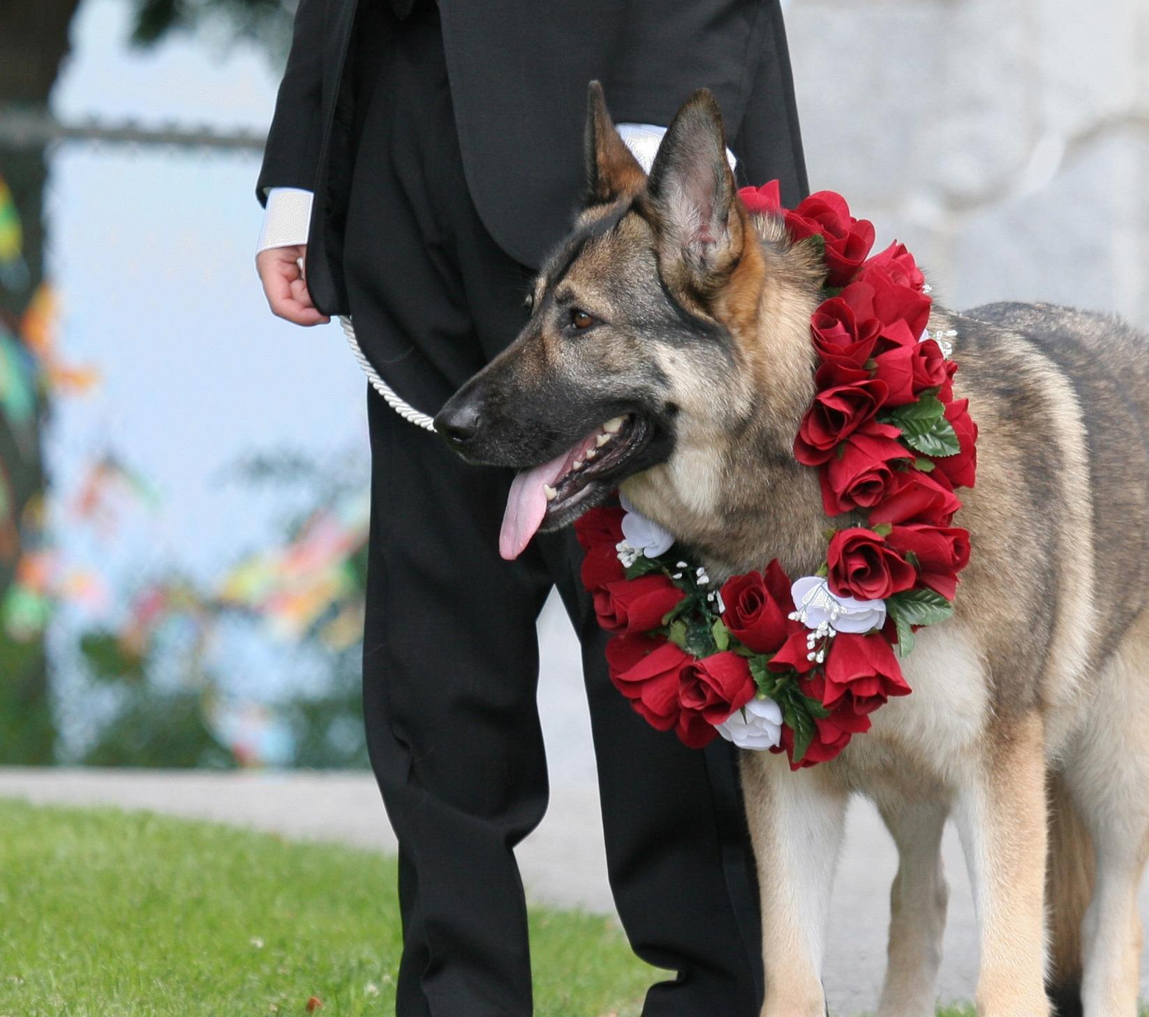 German shepherd with wreath around neck sits next to man.