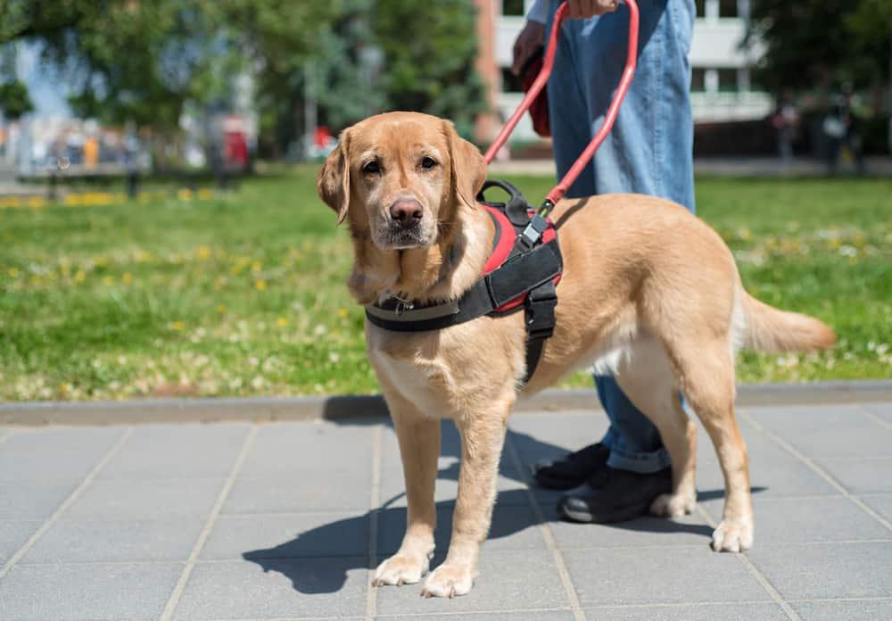 Guide dog is helping a blind man in the city