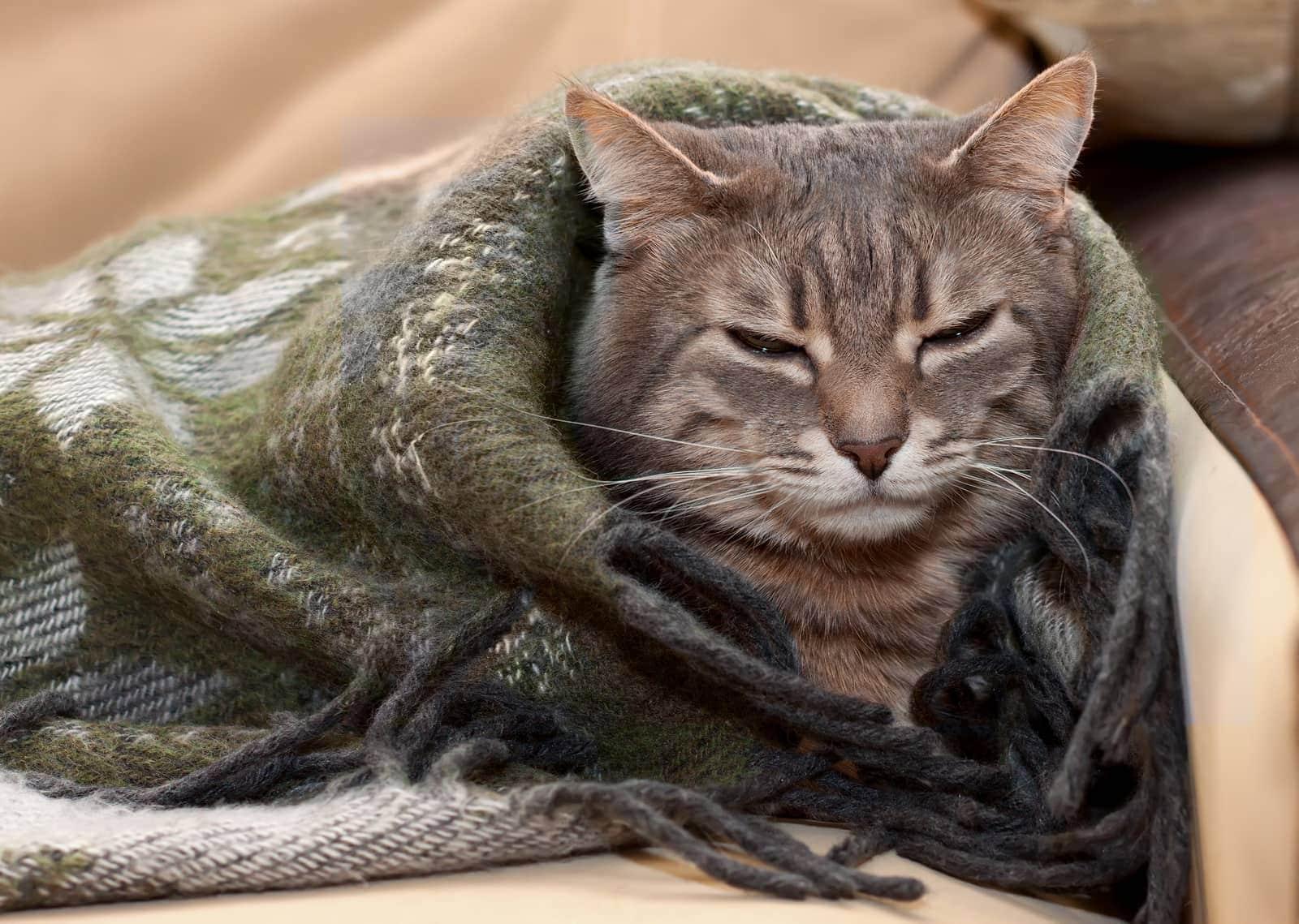gray-cat-wrapped-in-blanket-SW Gray tabby cat resting in a blanket