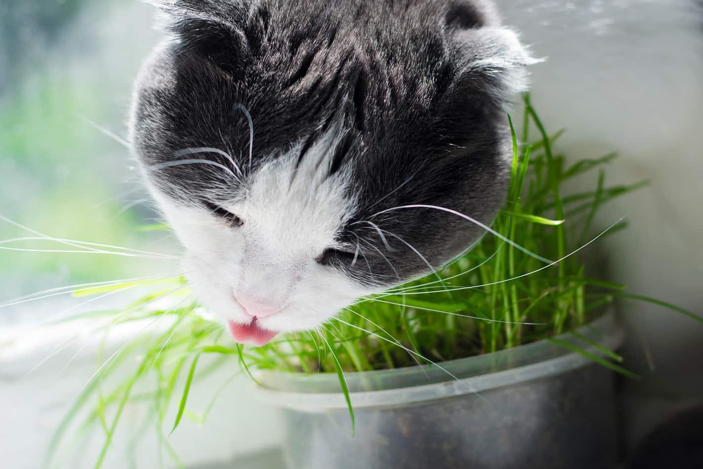 Gray and white cat is eating cat grass on the windowsill