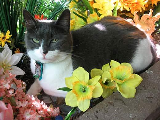 Chat noir et blanc assis dans un parterre de fleurs