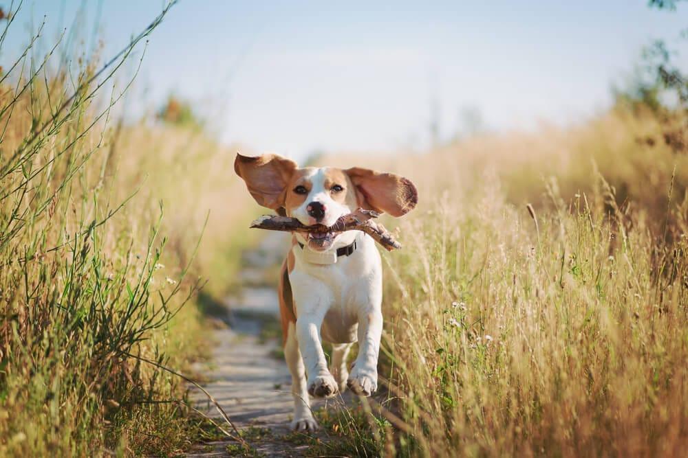beagle playing