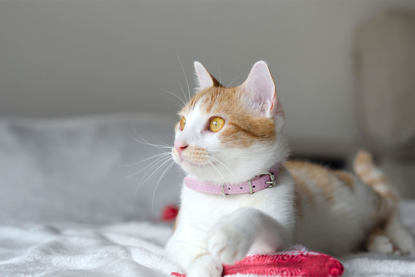 Ginger and white cat wearing a pink collar and lounging on the bed with a toy Ginger and white cat wearing a pink collar and lounging on the bed with a toy