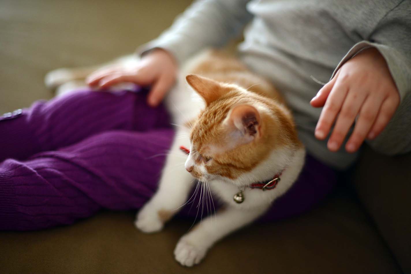 Senior ginger and white cat sitting across child's lap