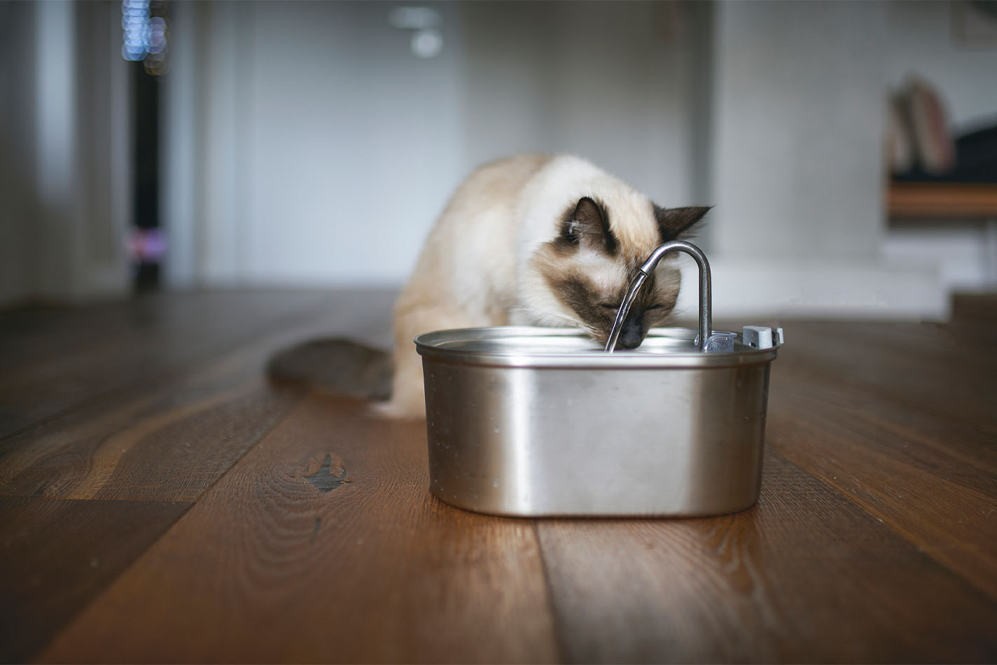 Siamese cat leaning over and drinking from a small silver water fountain