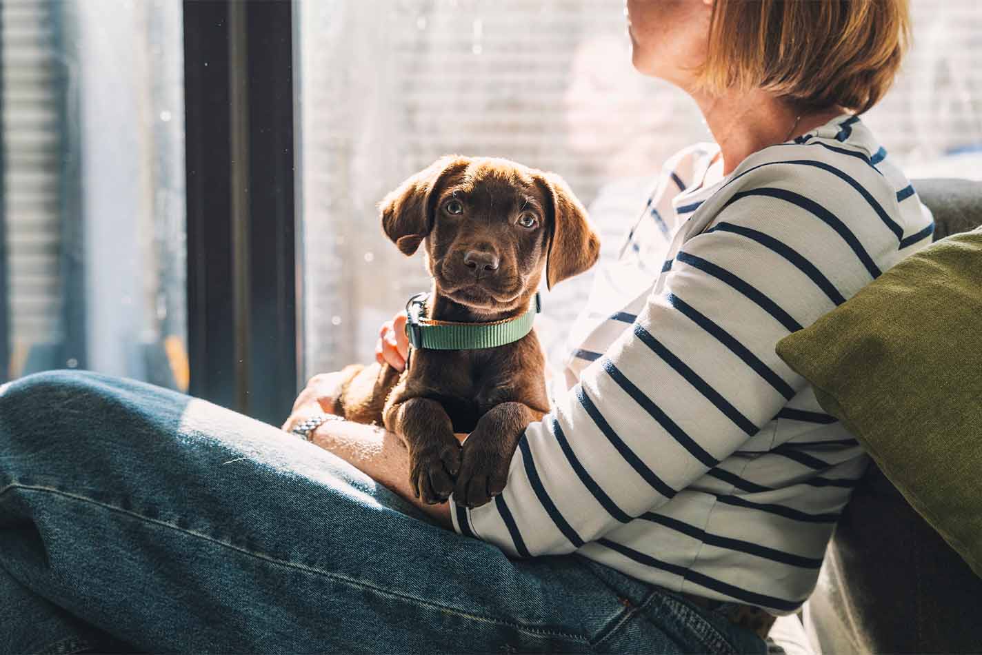 Chocolate-coloured puppy with floppy ears sitting across a woman's lap Chocolate-coloured puppy with floppy ears sitting across a woman's lap