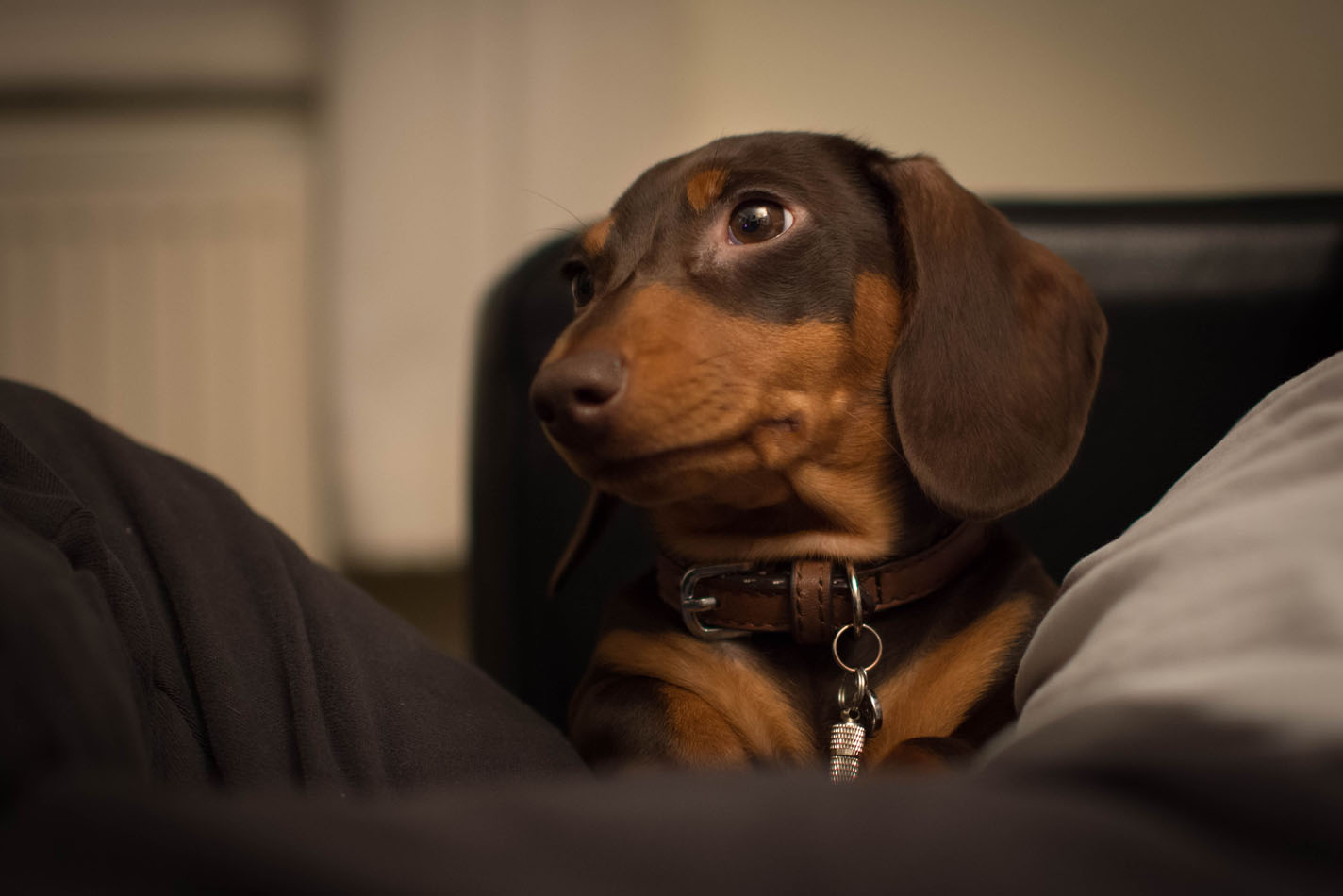Small chocolate-coloured dog with floppy ears sitting in a person's lap on the sofa Small chocolate-coloured dog with floppy ears sitting in a person's lap on the sofa
