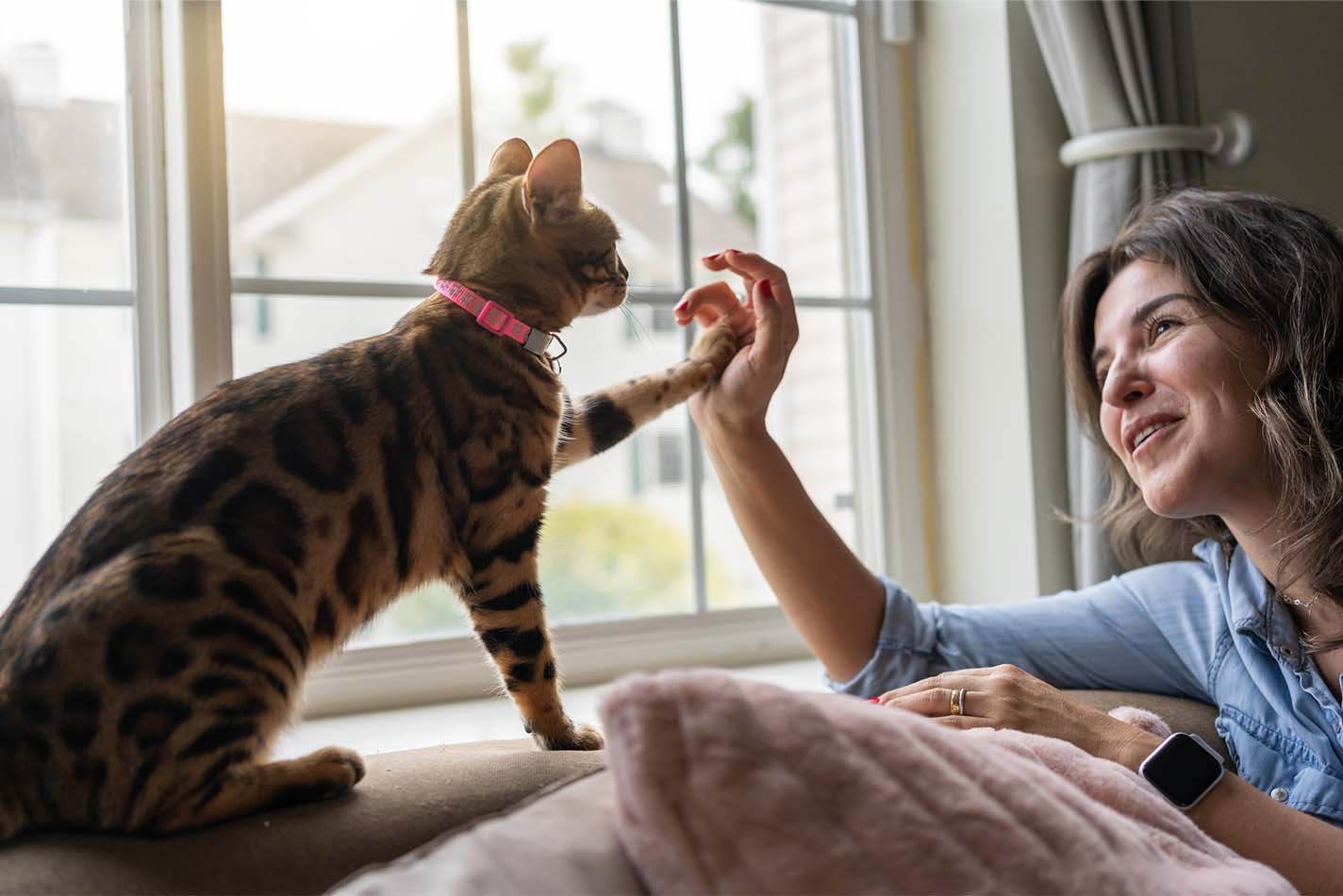 Tortoiseshell cat sitting on the back of the sofa raising its paw to touch a woman's hand.