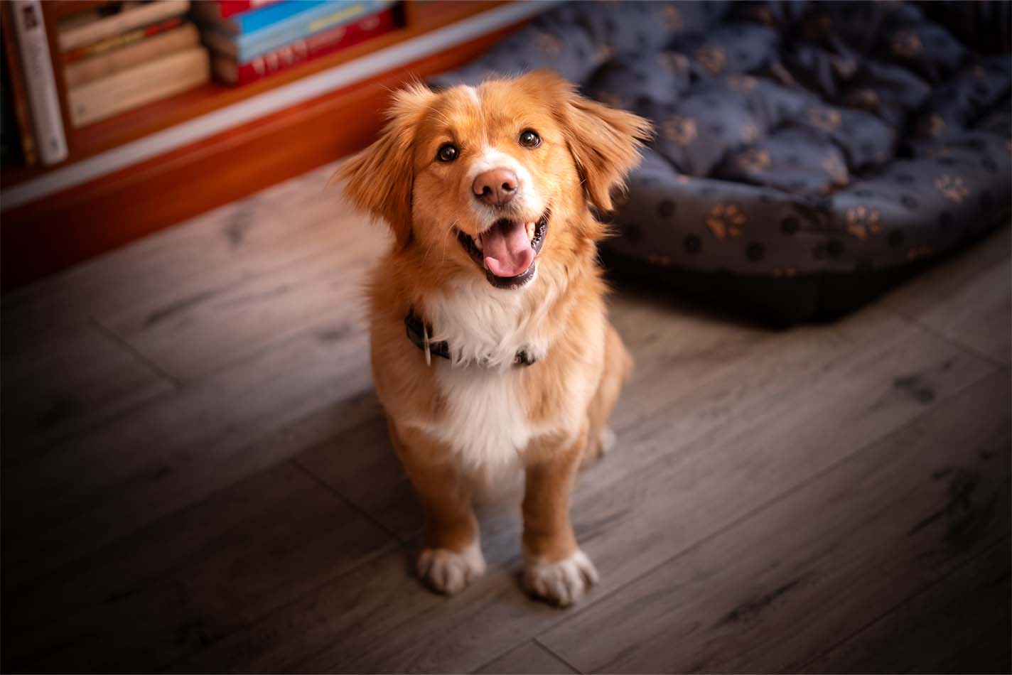 Tan and white long-haired dog standing in front of a dog bed looking up