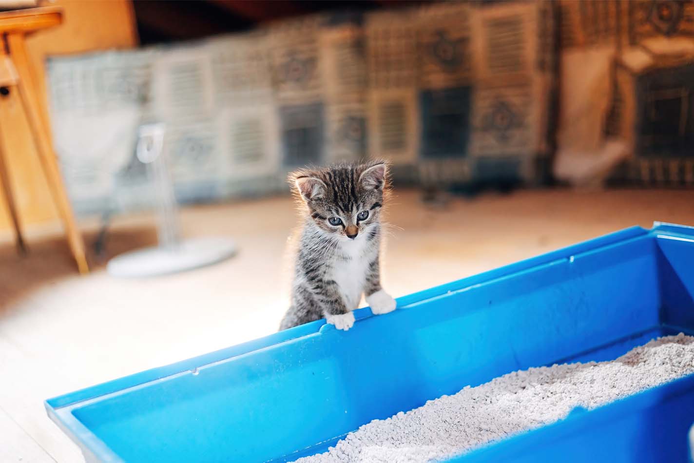 Kitten climbing up and standing at the edge of a large blue litter tray 