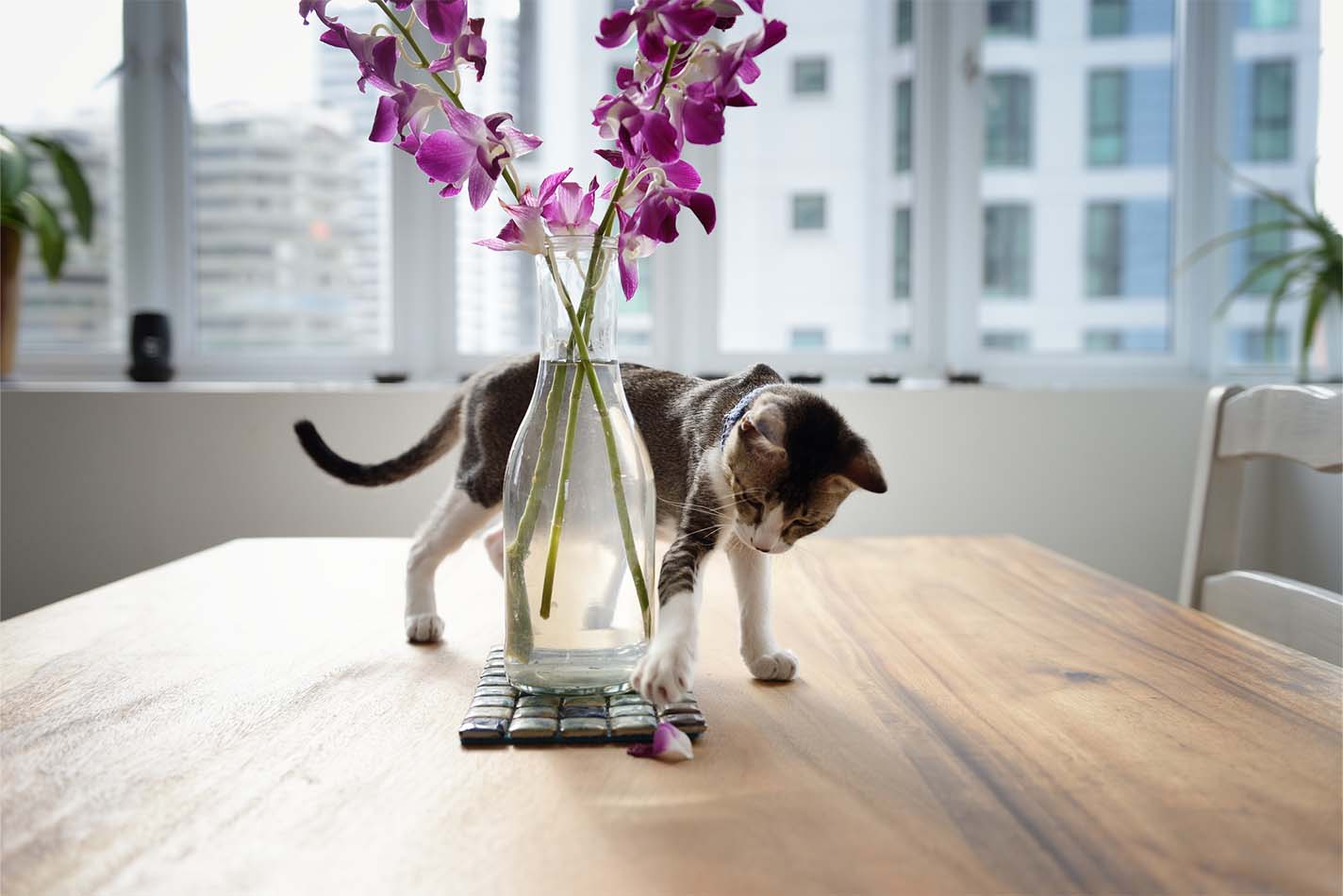 Kitten standing on a table in front of a vase of flowers and reaching out to touch a fallen petal