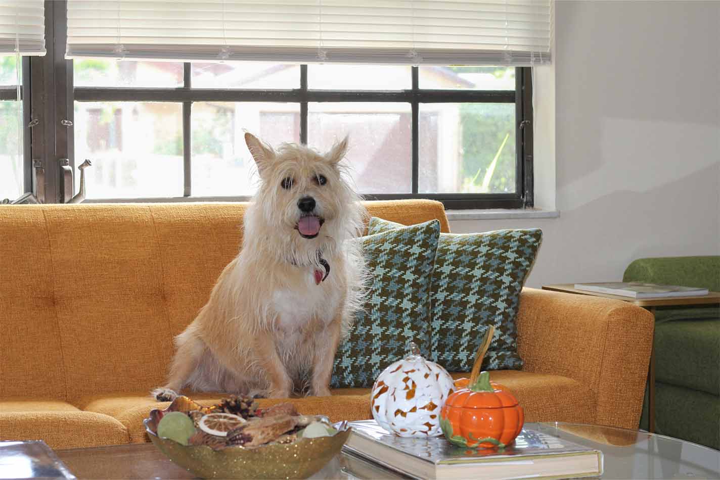Shaggy white dog sitting on an orange sofa in front of a coffee table with Halloween pumpkins