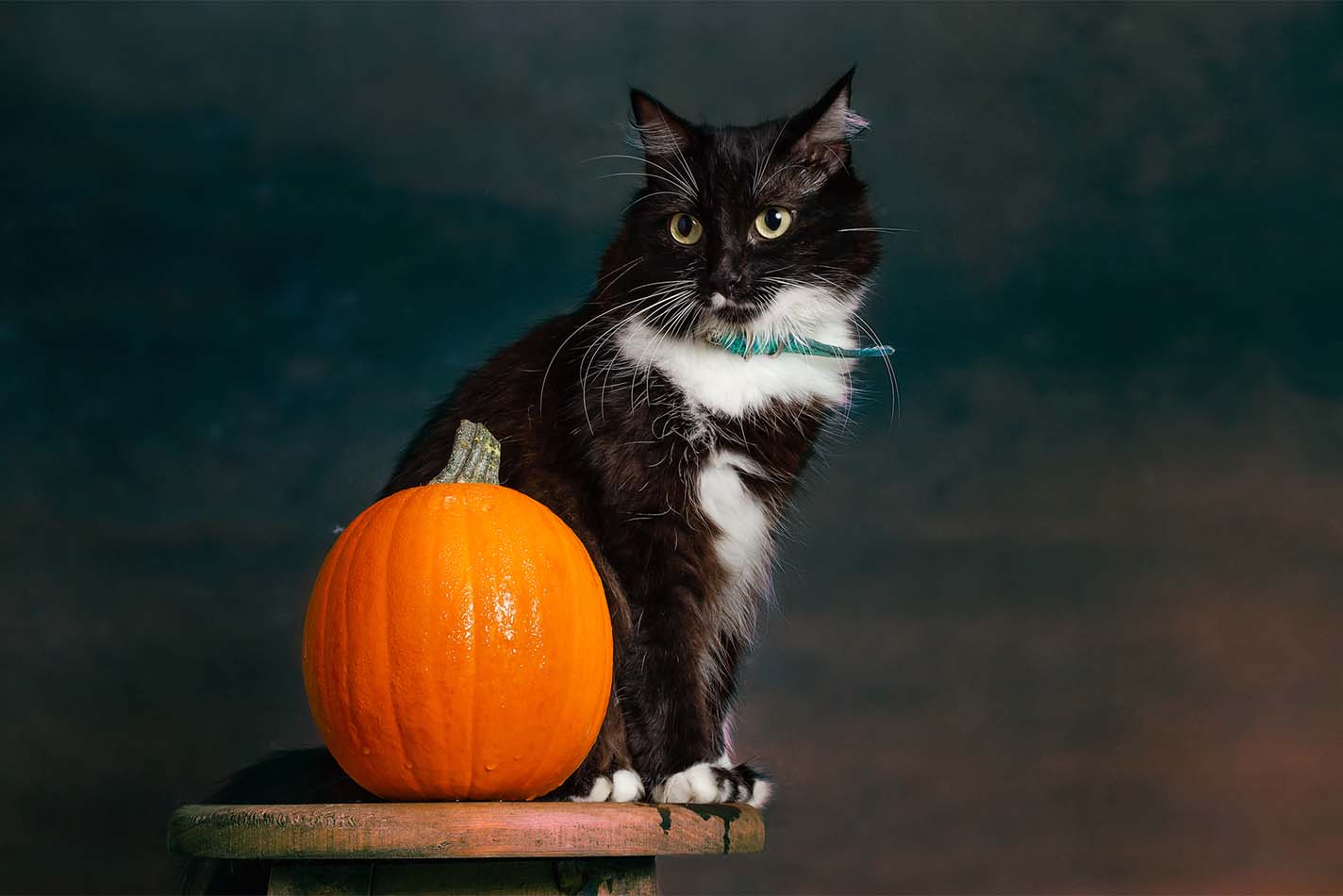 Black and white cat perched on an end table next to a Halloween pumpkin