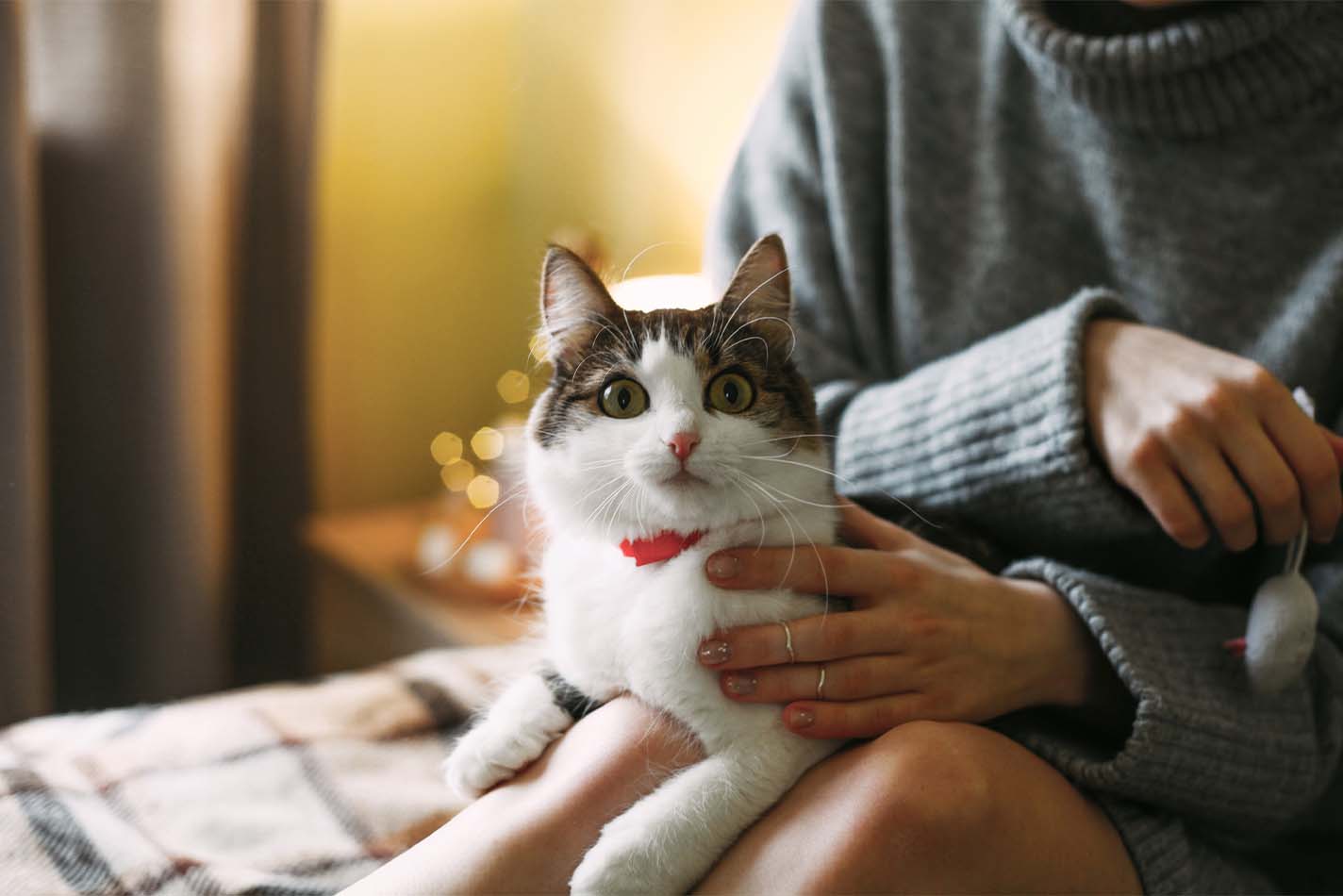 White cat sitting on woman's lap looking startled