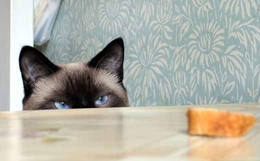 himalayan-cat-stares-at-piece-of-bread-SW Blue-eyed Himalyan cat peeking over a table top looking at a slice of bread
