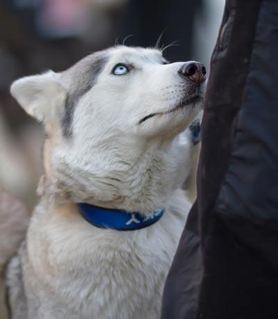 Husky with blue eyes and blue collar staring up at owner.