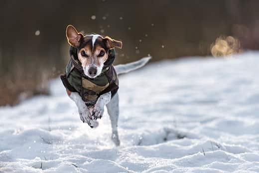 jack-russel-in-winter-coat-running-on-snow-SW Jack Russell terrier in a winter coat sprints across a filled-filled meadow.